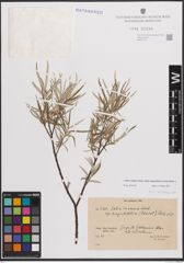 Foto von Salix eleagnos subsp. angustifolia (Cariot) Rech. f.